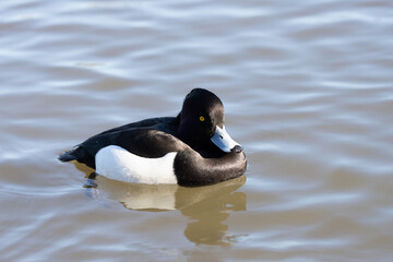 The Tufted Duck or Tufted Pochard (Aythya fuligula) floating in the pond