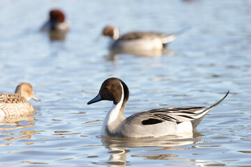 Male wild pintail (Anas acuta) wintering in Japan