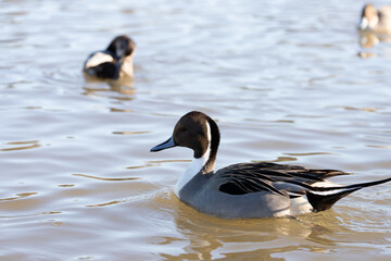 Northern Pintail, male