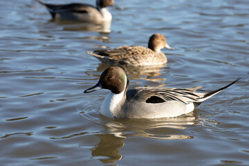 Northern Pintail, male