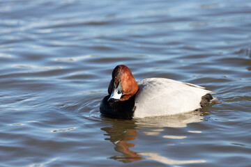 A male wild pochard ( Aythya ferina) floating in the pond.