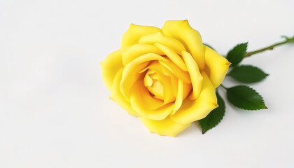 Fototapeta premium Fresh Beautiful Yellow Rose Isolated on White Background
