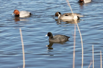 The Eurasian coot (Fulica atra), also known as the common coot, swims in the pond.