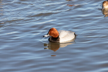 A male wild pochard ( Aythya ferina) floating in the pond.