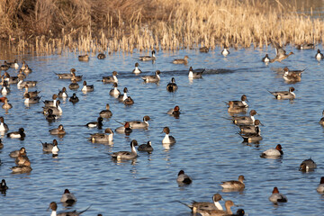 A flock of migratory birds gathered at the pond
