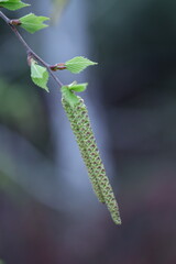 close up of a branch of a tree