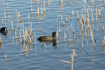 The Eurasian coot (Fulica atra), also known as the common coot, swims in the pond.