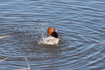 Wild male pochard ( Aythya ferina) bathing in the pond