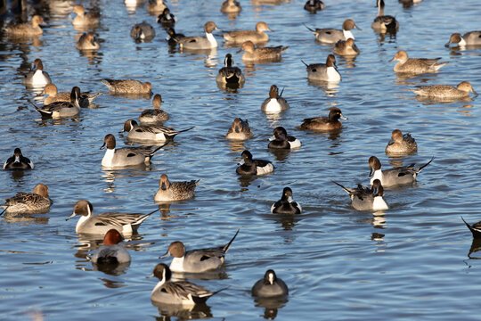 A flock of ducks gathered at the pond in the evening