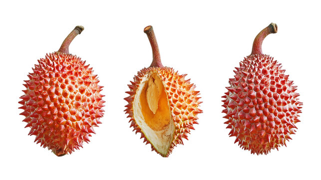 Cempedak Set of Three Different Poses on Transparent Background for Tropical Fruit Branding, Exotic Food Marketing, or Fruit Promotion