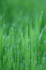 dew drops on grass