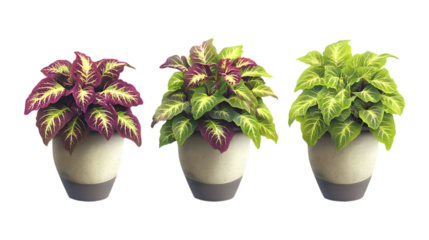 Pack of Coleus Plants in Pot set Against Transparent Background for Botanical Branding, Home Garden Promotion, or Nature Design Projects