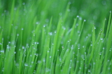 grass with dew drops
