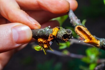 Examining a tree branch damaged by a yellow caterpillar, highlighting pest impact on plant health.
