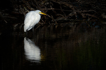 Naklejka premium Great egret (Ardea alba) standing in dark water, Venice Area Audubon Rookery, Florida, USA