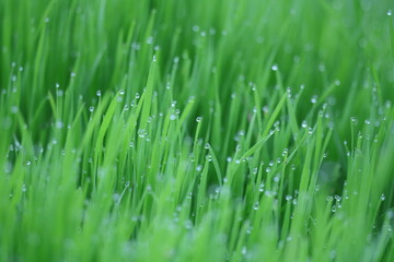 grass with dew drops