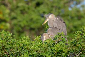 Great Blue Heron (Ardea herodias) pair at nest in tree, Venice Audubon rookery, Florida, United States.