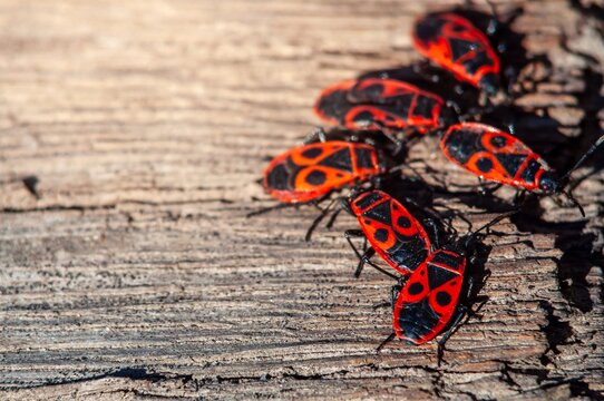 A vibrant cluster of red and black firebugs congregates on the textured wood, a striking display of nature. - Powered by Adobe