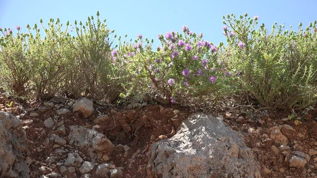 Bee Collecting Pollen in Desert Wild Thorn, Spine Flowers, Arid Plants in Summer