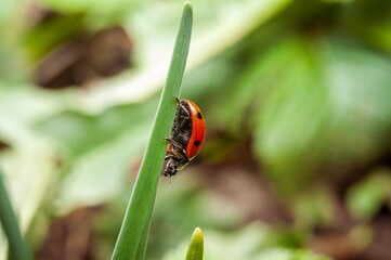 A bright ladybug with black spots is crawling up a slender blade of green grass.