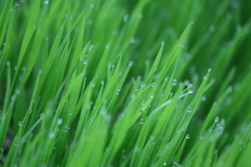 grass with dew drops