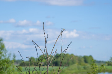 Dragonfly perched on top of tree branches against blue sky