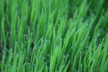 grass with dew drops