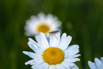 The closeup of small fly perched on the daisy flower