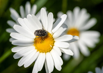The closeup of white spotted rose beetle perched on the daisy flower