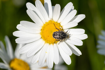 The closeup of white spotted rose beetle perched on the daisy flower