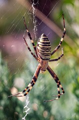 A striking wasp spider with yellow and black stripes sits prominently in its intricate web.