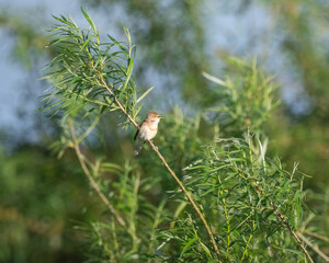common reed warbler perched on the willow twig by river bank on sunny summer day
