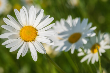Daisy flowers in the meadow