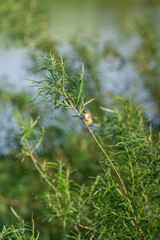 common reed warbler perched on the willow twig by river bank on sunny summer day