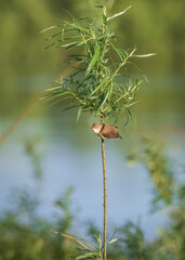 common reed warbler perched on the willow twig by river bank on sunny summer day