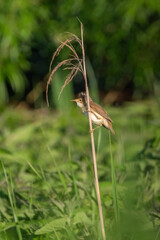 common reed warbler perched on the dry reed by river bank on sunny summer day