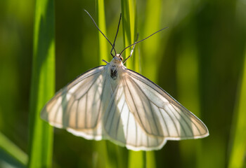 Close-up of black-veined moth on green grass
