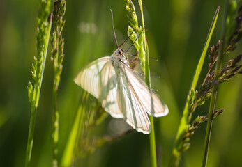 Close-up of black-veined moth on green grass