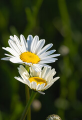 Two daisy flowers with bright yellow centers and white petals stand together against a blurred green background