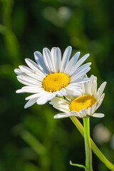 Two daisy flowers with bright yellow centers and white petals stand together against a blurred green background