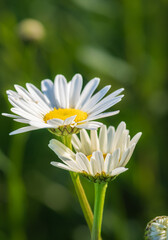 Two daisy flowers with bright yellow centers and white petals stand together against a blurred green background