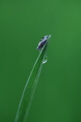 green fly on a leaf