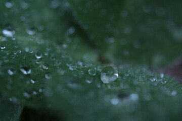 water drops on green leaf
