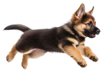 Obraz premium German shepherd puppy animal canine mammal.