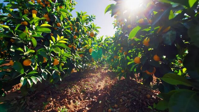 Sun shining through orange trees in an orchard