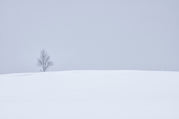 北海道・富良野の雪原