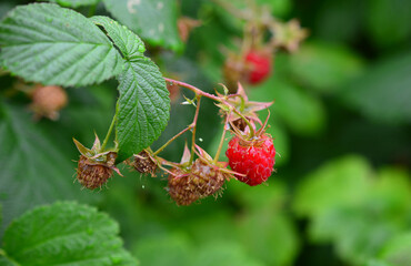 Close-up of ripe red raspberries on a bush with green leaves background