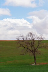 A lonely tree in the field against a cloudy sky.