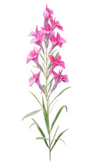 Obraz premium PNG Illustration watercolor gladiolus botanical.