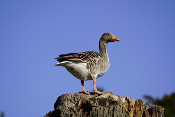 A male Greylag Goose (Anser anser) looks for a suitable nesting site in a tree. Berggarten - Hannover, Germany.
